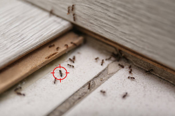 Best Ant Control Services  in Leisuretowne, NJ