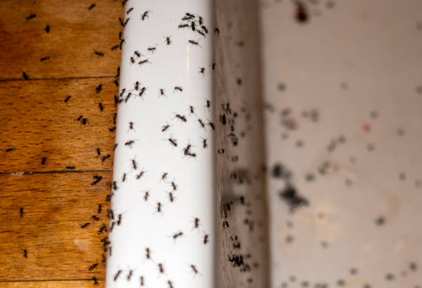 Pest Control for Restaurants in Leisuretowne, NJ